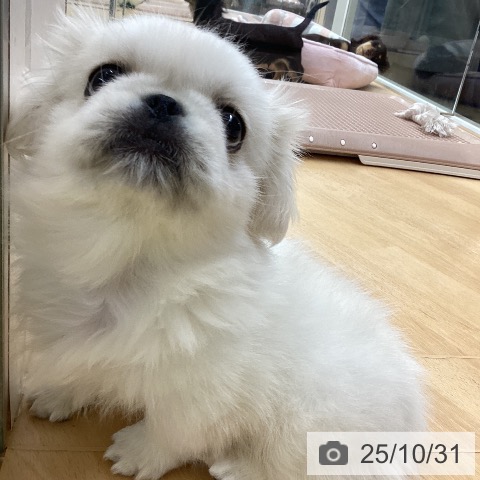 ペキニーズの写真