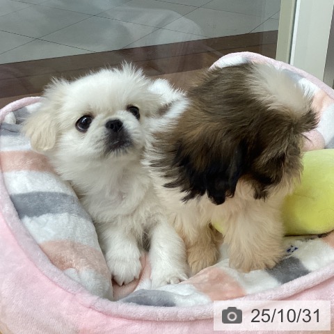 ペキニーズの写真