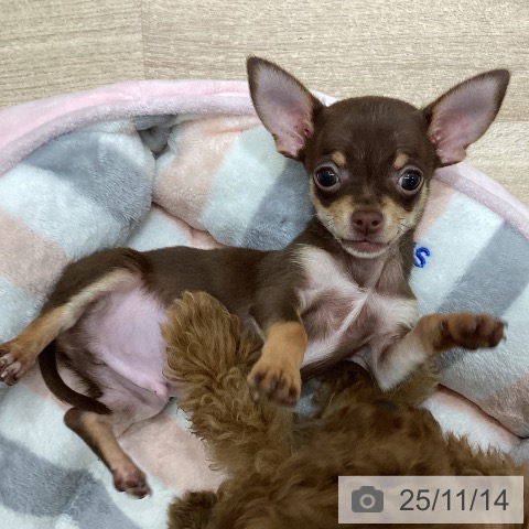 福島県のチワワ(ロング) (ペットプラス イオンタウン郡山店/2025年8月28日生まれ/男の子/チョコレートタン)の子犬の4枚目の画像