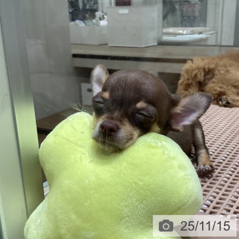 福島県のチワワ(ロング) (ペットプラス イオンタウン郡山店/2025年8月28日生まれ/男の子/チョコレートタン)の子犬の3枚目の画像