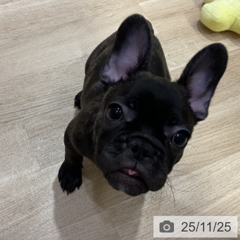神奈川県のフレンチブルドッグ (ペットプラス 湘南平塚店/2025年8月29日生まれ/男の子/ブリンドル)の子犬の4枚目の画像