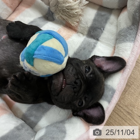 神奈川県のフレンチブルドッグ (ペットプラス 湘南平塚店/2025年8月29日生まれ/男の子/ブリンドル)の子犬の3枚目の画像