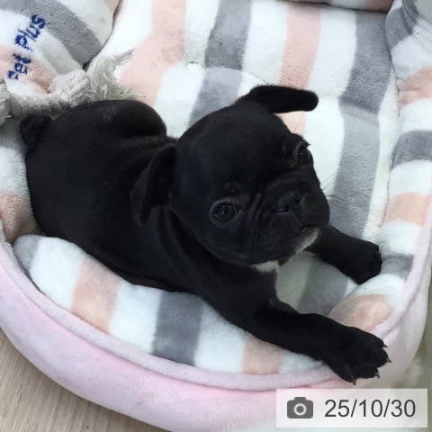 フレンチ・ブルドッグの写真