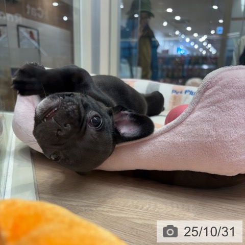 フレンチ・ブルドッグの写真