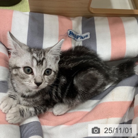 アメリカンショートヘアの写真