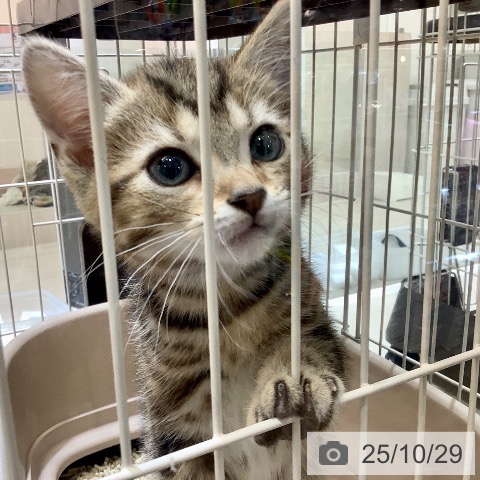 アメリカンショートヘアの写真