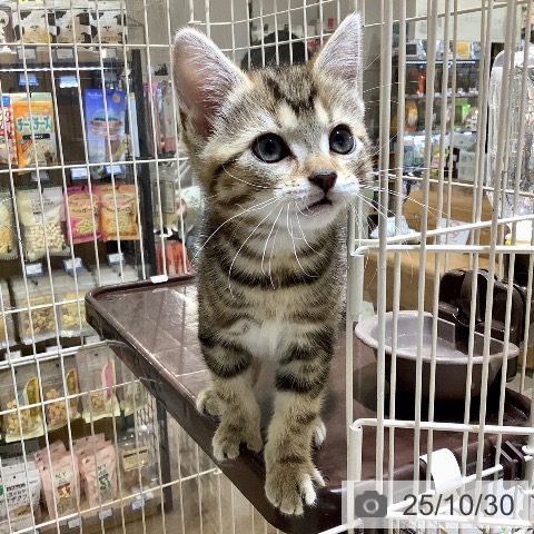 アメリカンショートヘアの写真