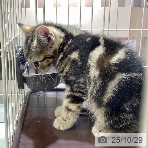 アメリカンショートヘアの写真