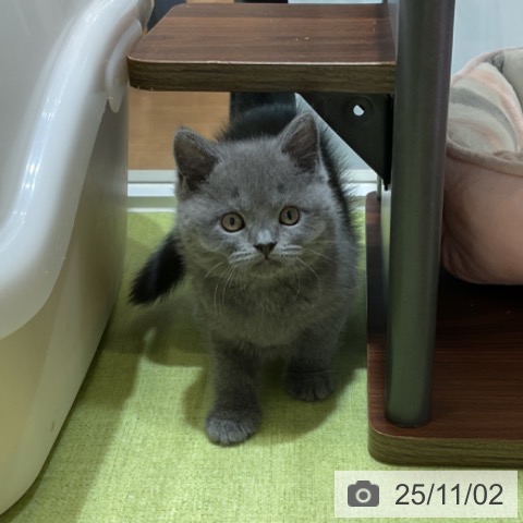 ブリティッシュショートヘアの写真