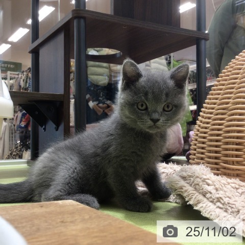 ブリティッシュショートヘアの写真