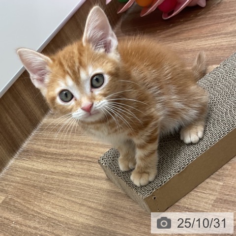 アメリカンショートヘアの写真