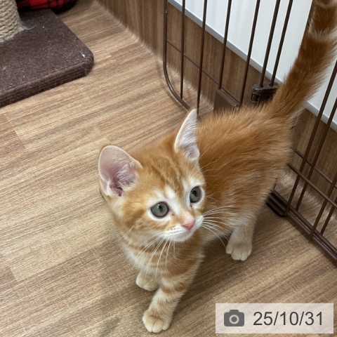 アメリカンショートヘアの写真