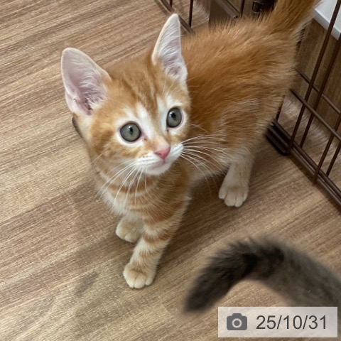 茨城県のアメリカンショートヘアー (ペッツワン 古河店/2025年8月28日生まれ/男の子/レッドタビー)の子猫の4枚目の画像