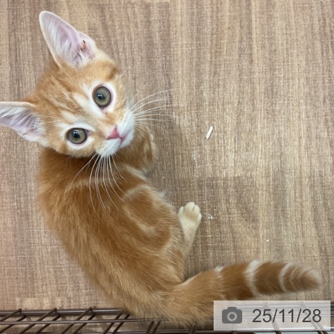 茨城県のアメリカンショートヘアー (ペッツワン 古河店/2025年8月28日生まれ/男の子/レッドタビー)の子猫の3枚目の画像