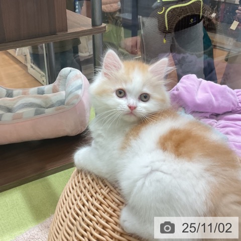 スコティッシュフォールドの写真