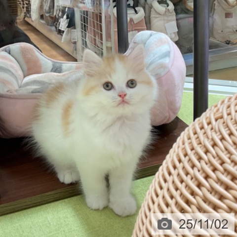 スコティッシュフォールドの写真