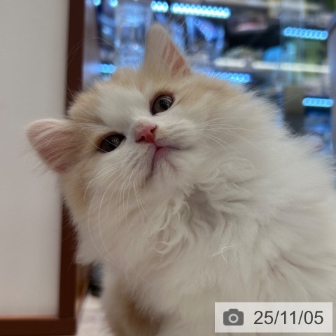 神奈川県のスコティッシュフォールド (ペットプラス 武蔵小杉店/2025年8月30日生まれ/男の子/レッドタビーホワイト)の子猫の3枚目の画像