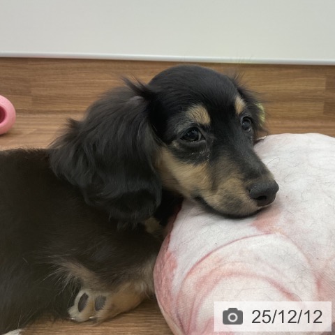 茨城県のカニンヘンダックスフンド(ロング) (ペッツワン 古河店/2025年8月29日生まれ/男の子/ブラックイエロー)の子犬の4枚目の画像