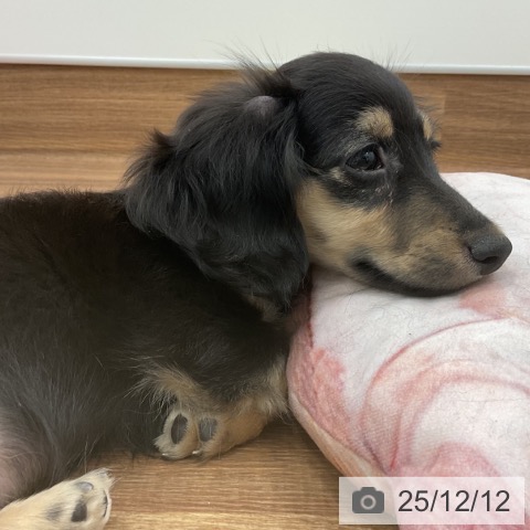 茨城県のカニンヘンダックスフンド(ロング) (ペッツワン 古河店/2025年8月29日生まれ/男の子/ブラックイエロー)の子犬の3枚目の画像