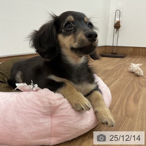 茨城県のカニンヘンダックスフンド(ロング) (ペッツワン 古河店/2025年8月29日生まれ/男の子/ブラックイエロー)の子犬の3枚目の画像