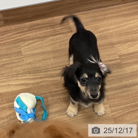 茨城県のカニンヘンダックスフンド(ロング) (ペッツワン 古河店/2025年8月29日生まれ/男の子/ブラックイエロー)の子犬の3枚目の画像