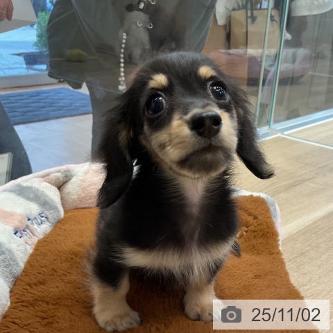 カニーンヘン・ダックスフンドの写真