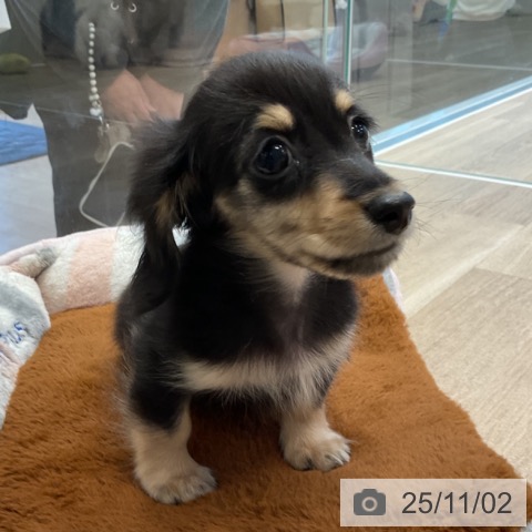 カニーンヘン・ダックスフンドの写真