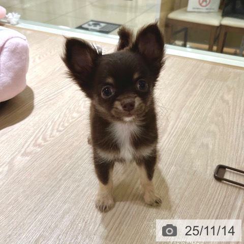 チワワの写真