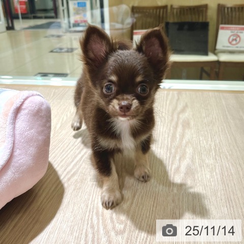 チワワの写真