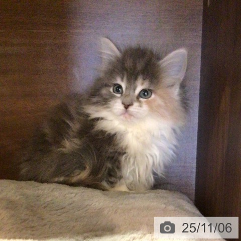 ノルウェージャンフォレストキャットの写真