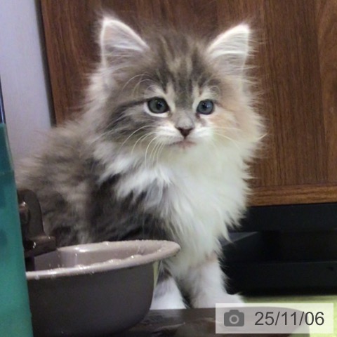 ノルウェージャンフォレストキャットの写真