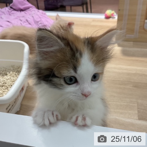 ノルウェージャンフォレストキャットの写真