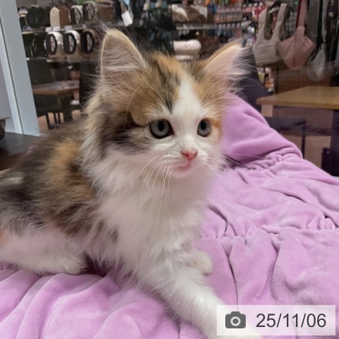 ノルウェージャンフォレストキャットの写真