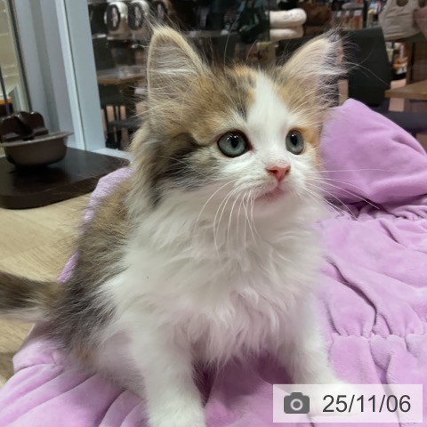 ノルウェージャンフォレストキャットの写真