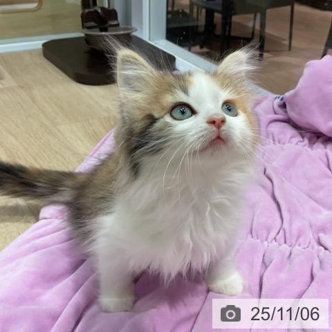 ノルウェージャンフォレストキャットの写真