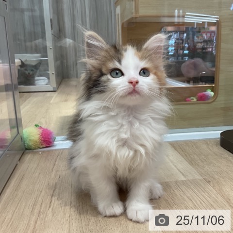 ノルウェージャンフォレストキャットの写真