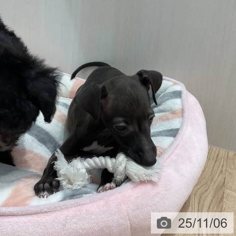 イタリアン・グレーハウンドの写真