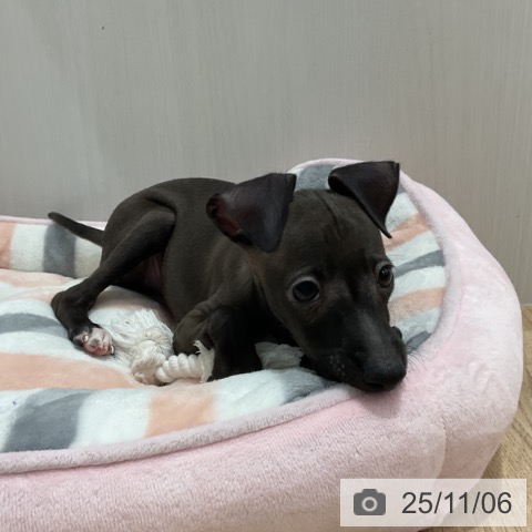 イタリアン・グレーハウンドの写真