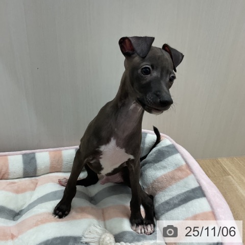 イタリアン・グレーハウンドの写真