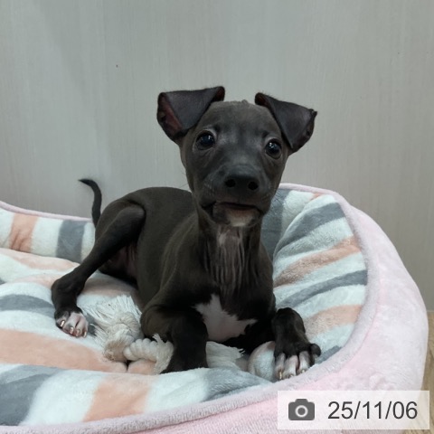 イタリアン・グレーハウンドの写真