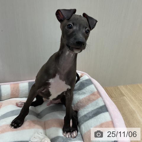 イタリアン・グレーハウンドの写真