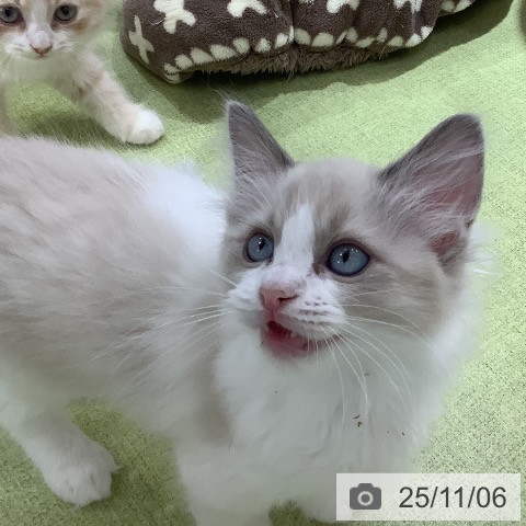 ラグドールの写真