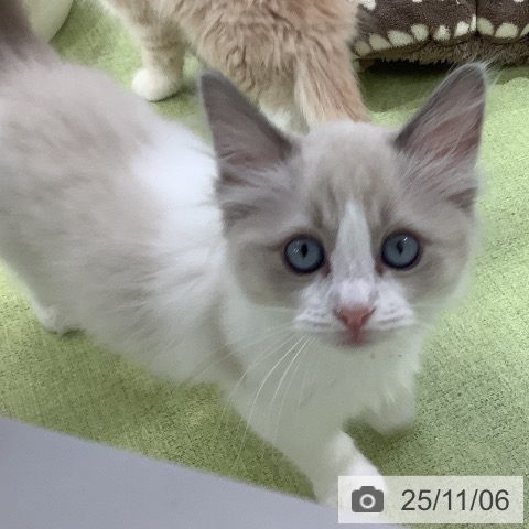 ラグドールの写真