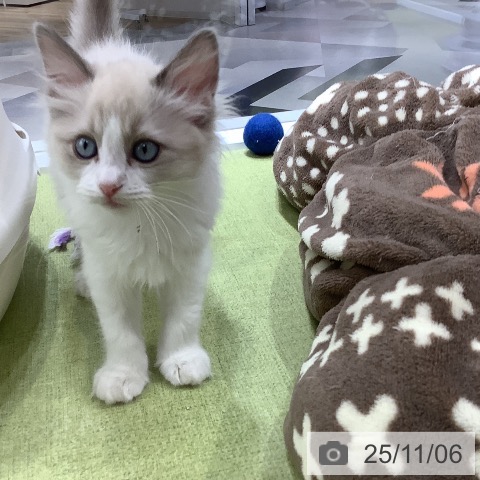 ラグドールの写真