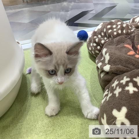 ラグドールの写真