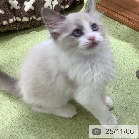 ラグドールの写真