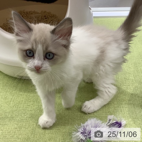 ラグドールの写真