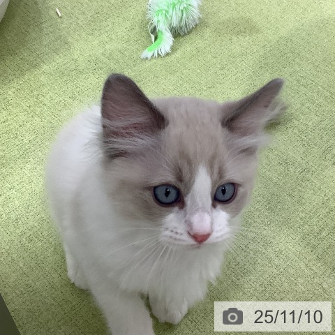 ラグドールの写真