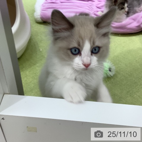 ラグドールの写真