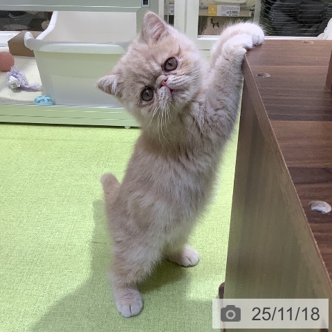 埼玉県のエキゾチック (ペットプラス 羽生店/2025年9月3日生まれ/男の子/クリームタビー)の子猫の4枚目の画像